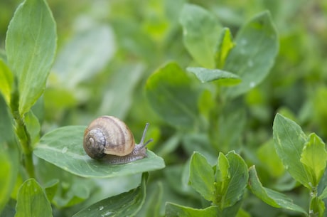 蜗牛的生活习性：你知道蜗牛如何进食和运动吗？