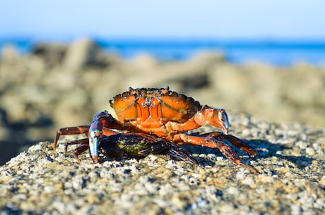 要吃美味螃蟹，怎么能不知道这个技巧——螃蟹脱壳