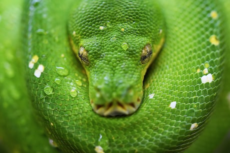 世界上最长的蛇—绿花蛇纳迪亚