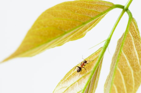 观察 | 蚂蚁的惊人生活习性