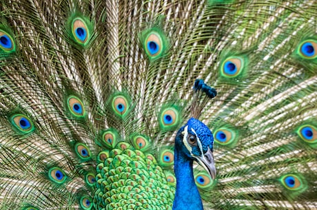 【孔雀的英文】The Peacock，一种美丽的鸟类