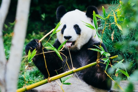 熊猫为什么只有中国有？